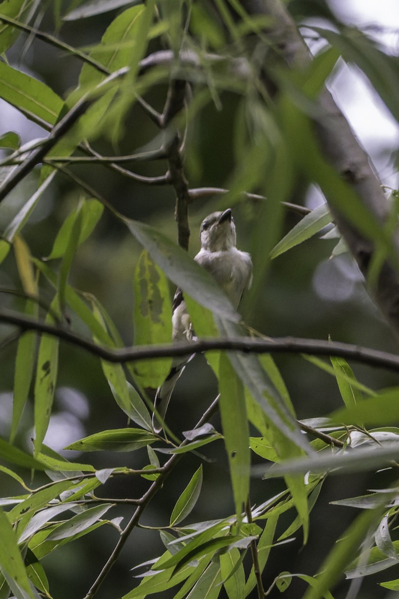 Brown-rumped Minivet - ML645249056