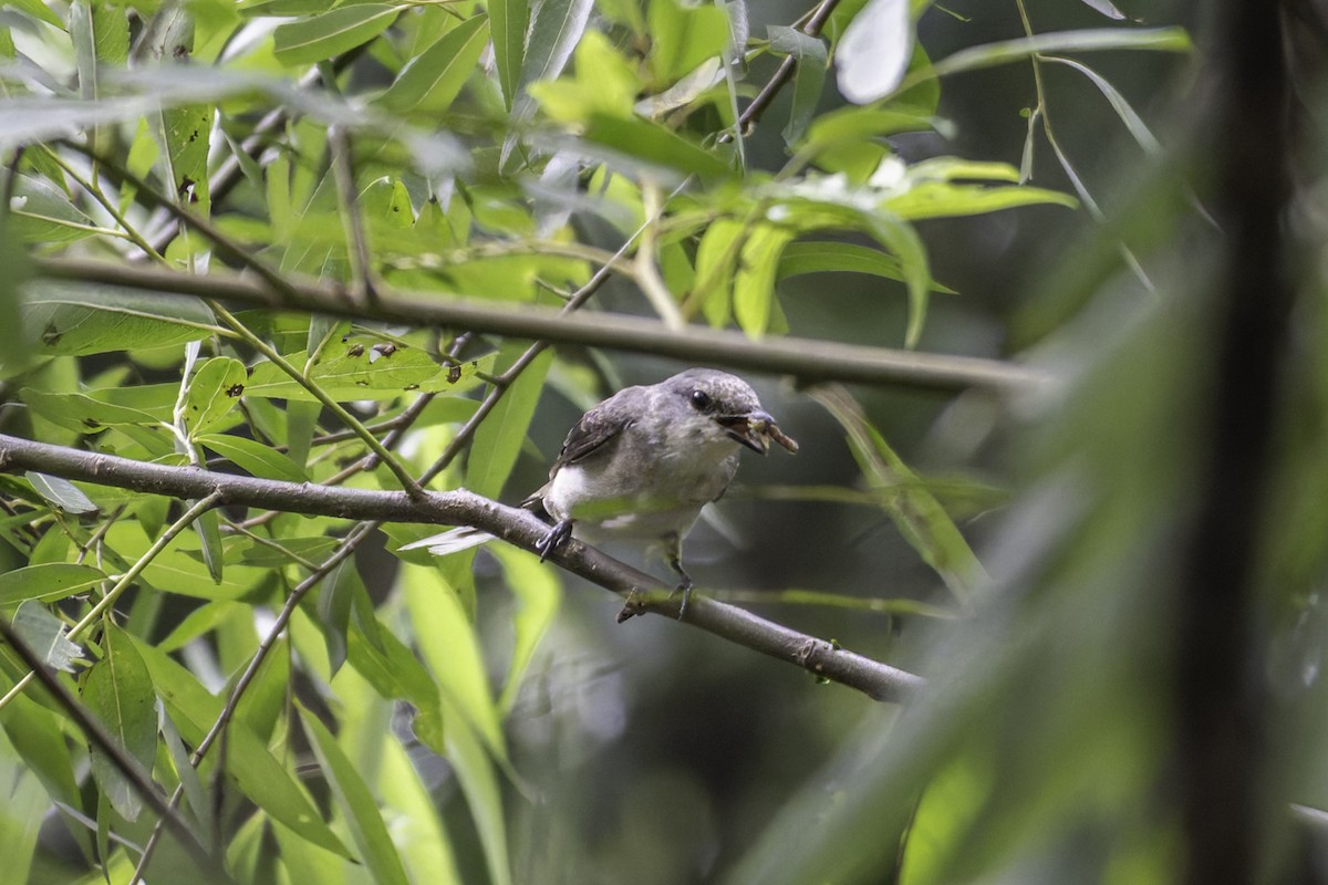 Brown-rumped Minivet - ML645249057