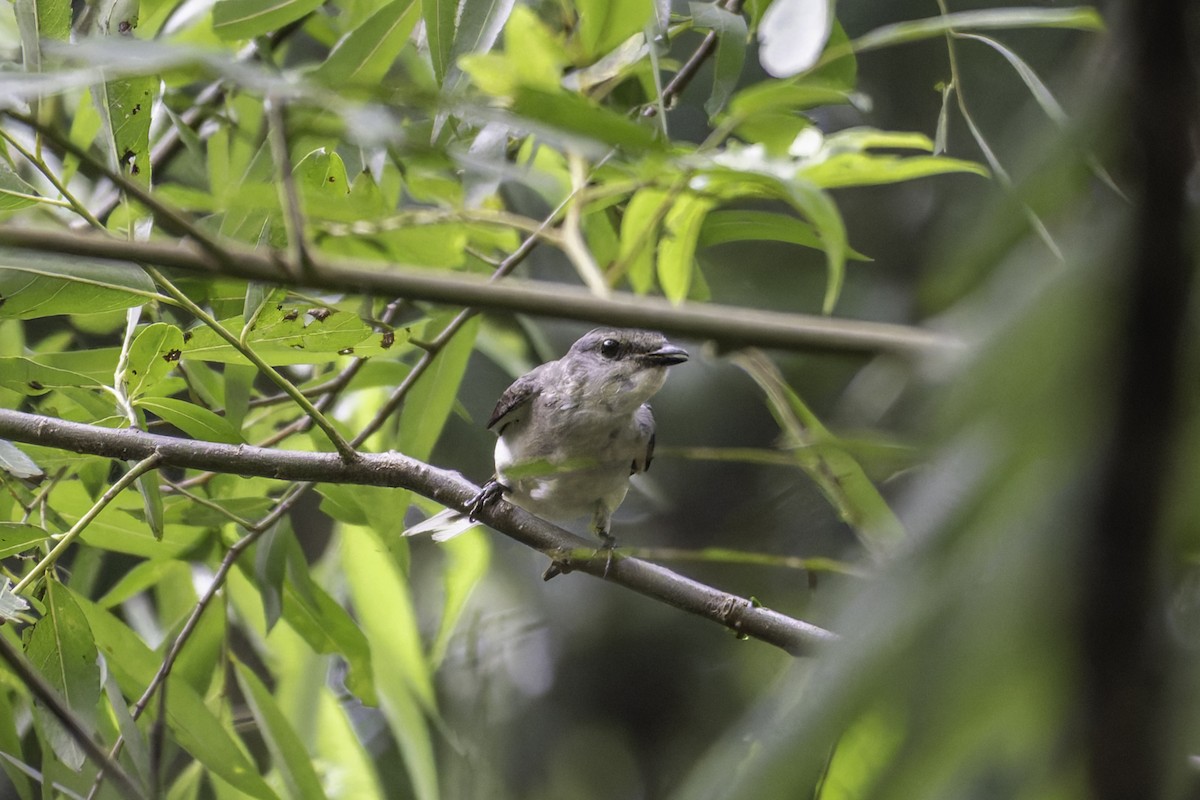 Brown-rumped Minivet - ML645249058