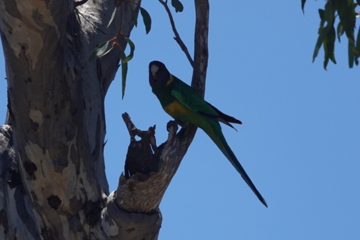 Australian Ringneck - ML645249059