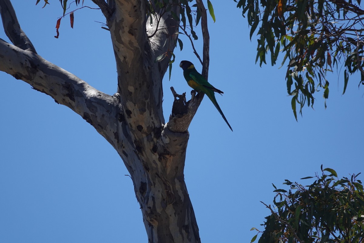 Australian Ringneck - ML645249060