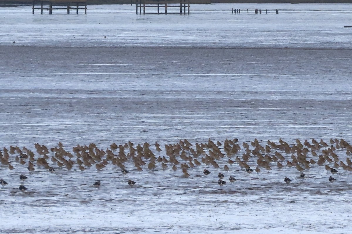 Urre-txirri europarra - ML645249061