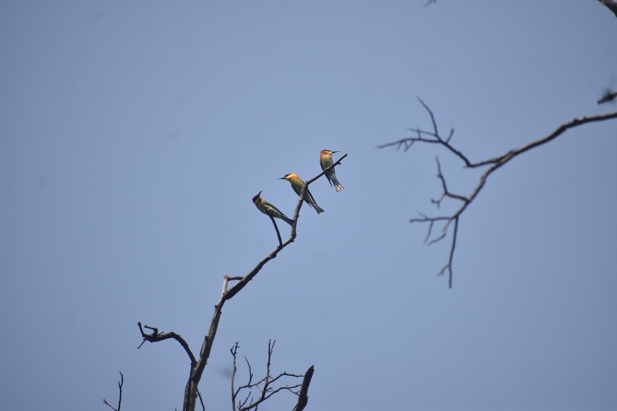Chestnut-headed Bee-eater - ML645249063