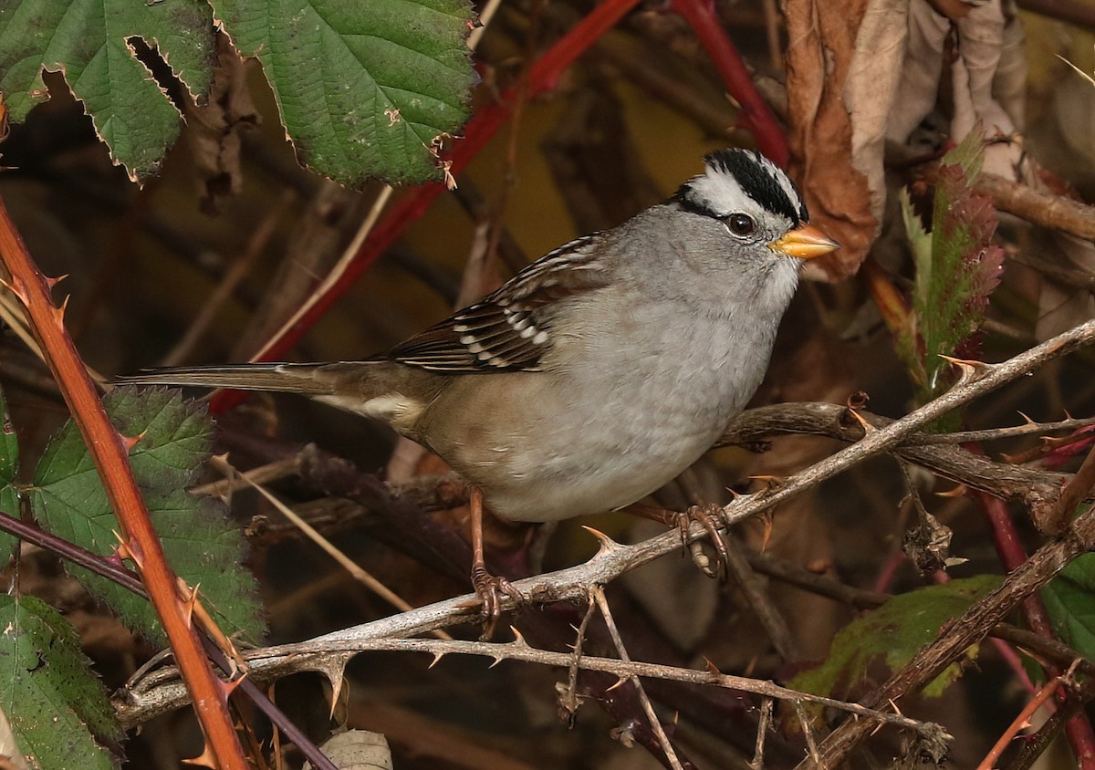 White-crowned Sparrow - ML645249064