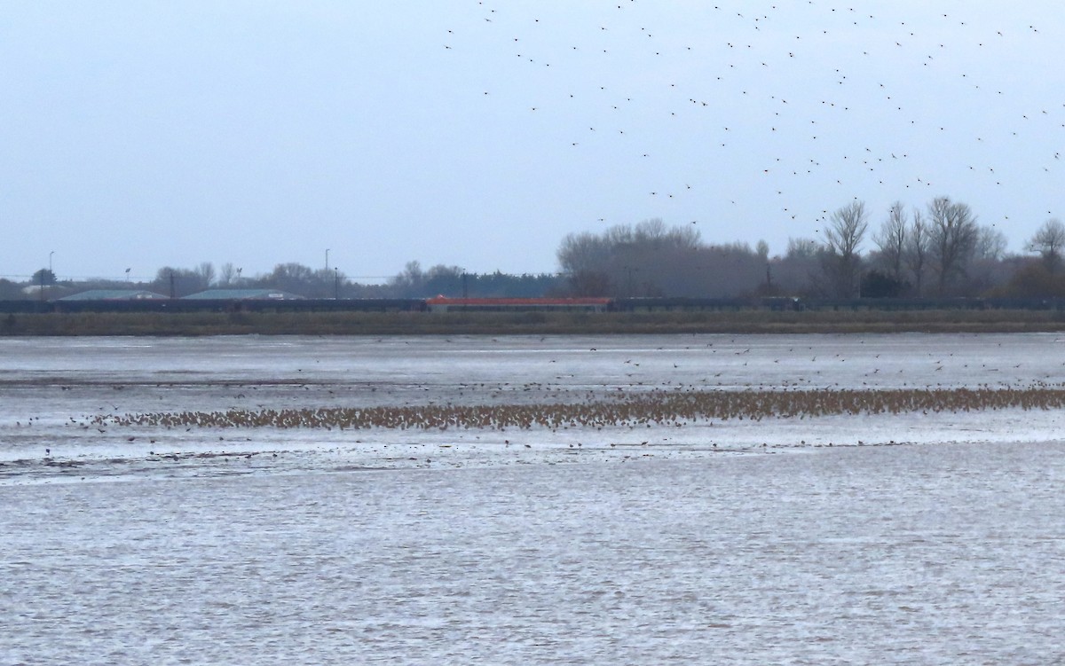 Urre-txirri europarra - ML645249066