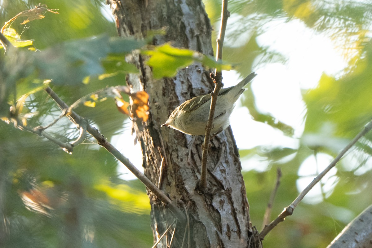 Yellow-browed/Hume's Warbler - ML645249070