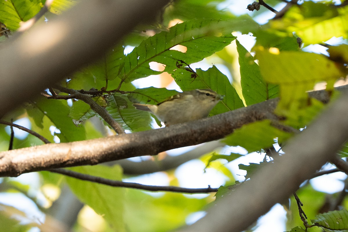 Yellow-browed/Hume's Warbler - ML645249071