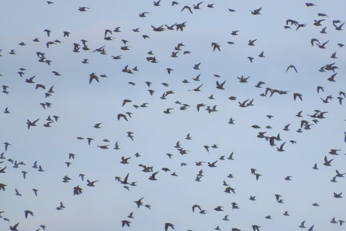 Urre-txirri europarra - ML645249074