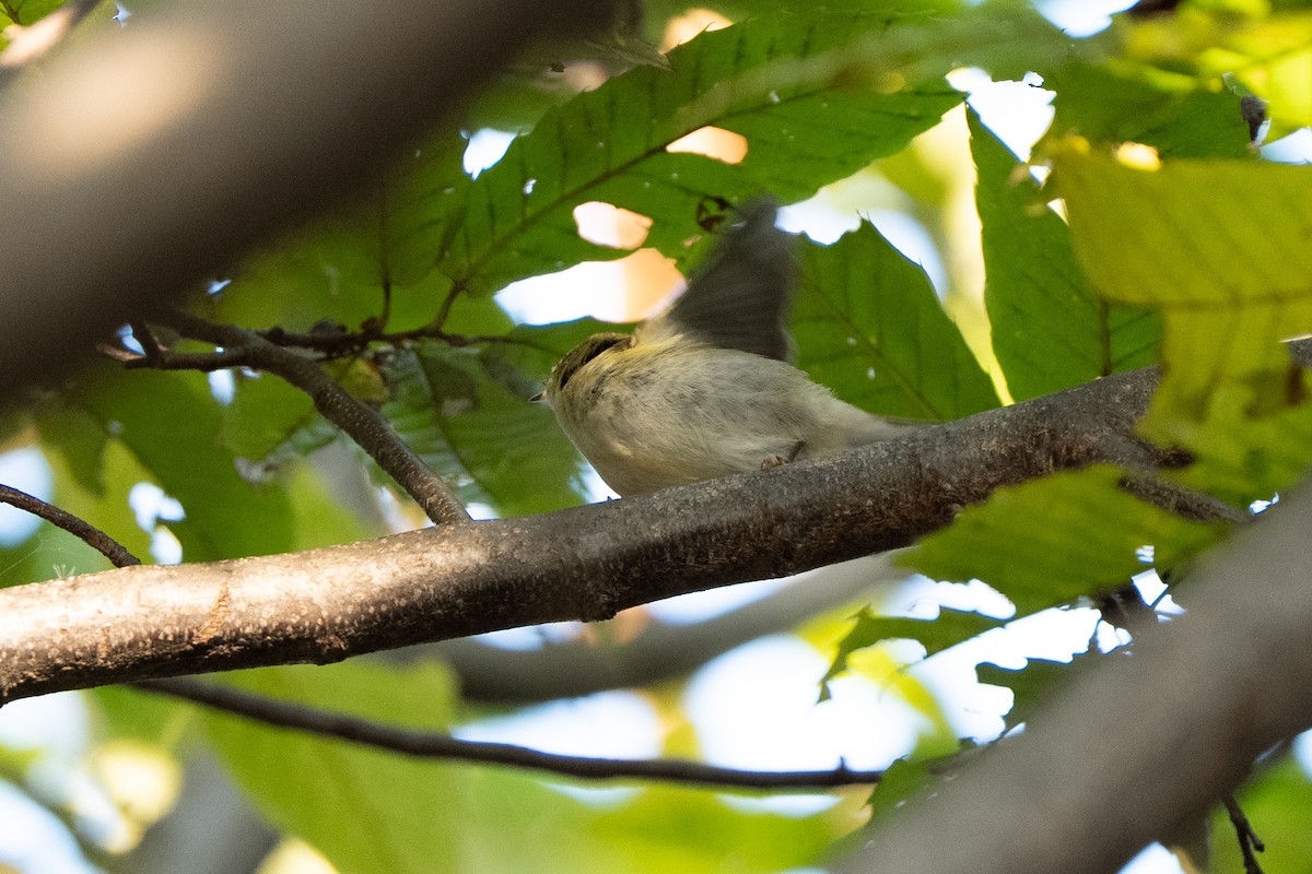 Yellow-browed/Hume's Warbler - ML645249076