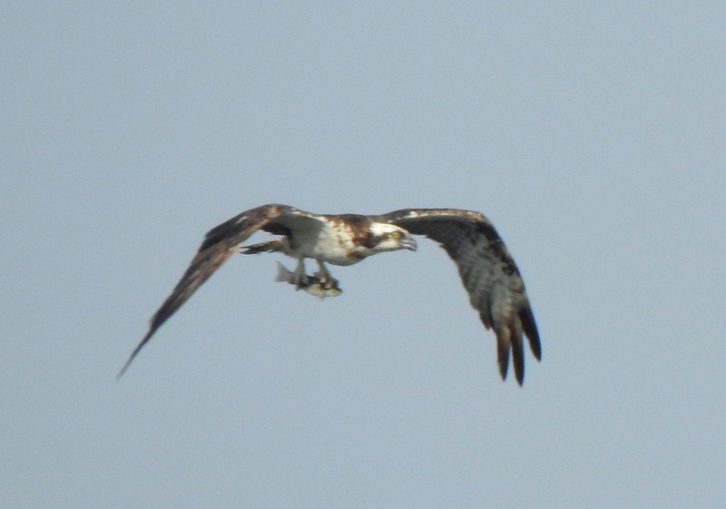 Arrano arrantzalea - ML645249080