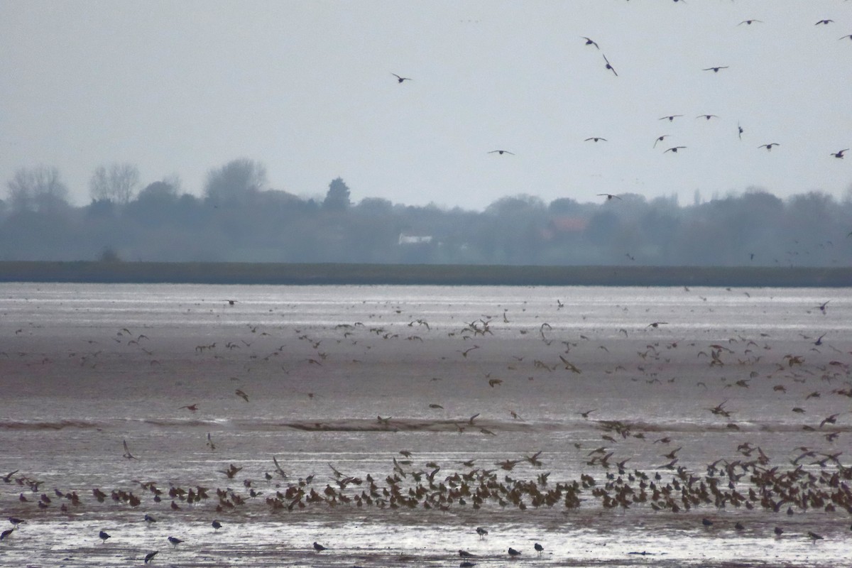 Сивка звичайна - ML645249084