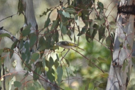 Yellow-plumed Honeyeater - ML645249086