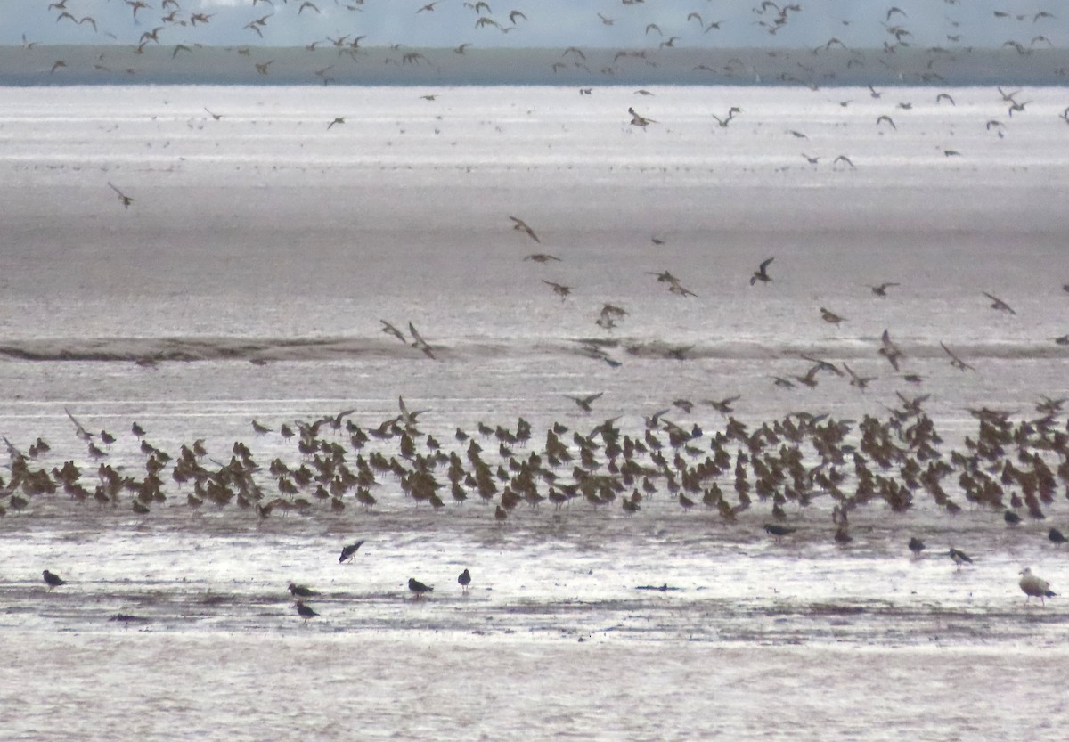 Сивка звичайна - ML645249092