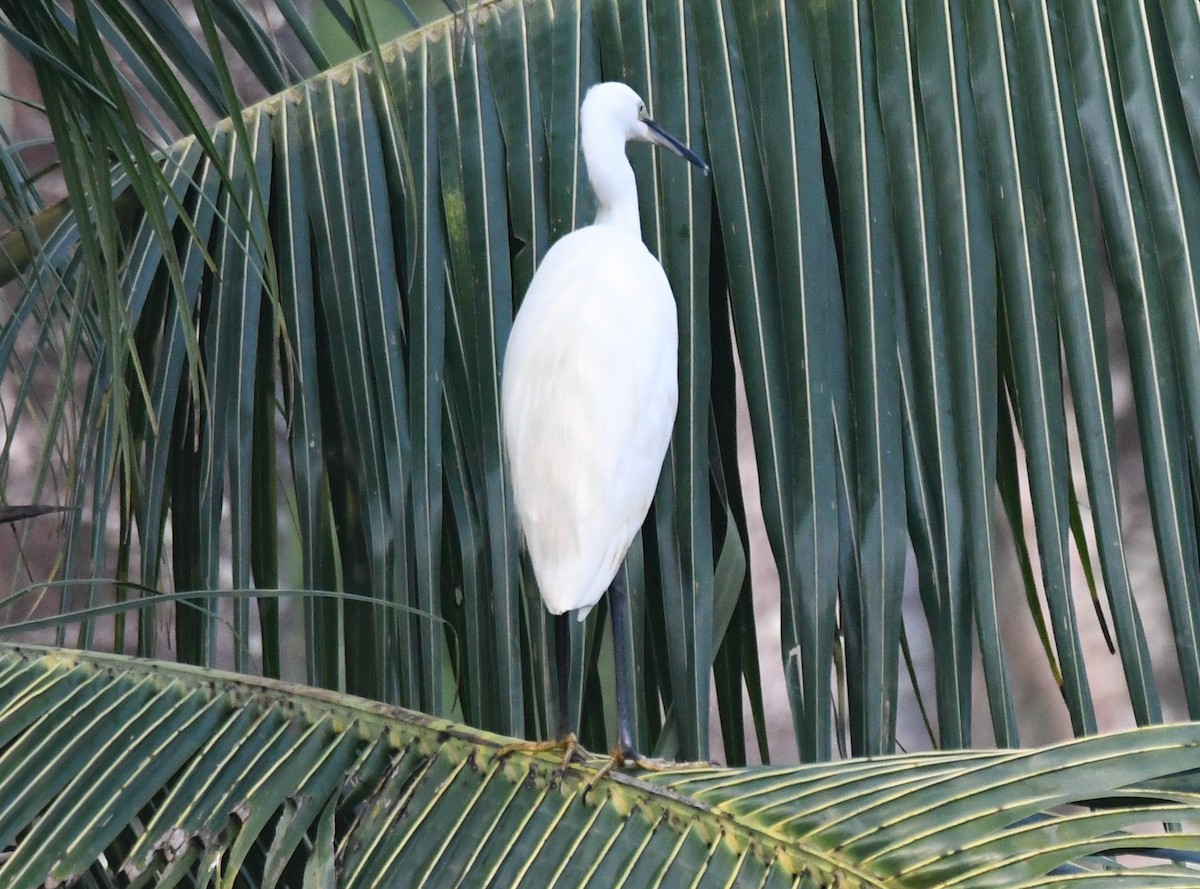 Little Egret - ML645249093