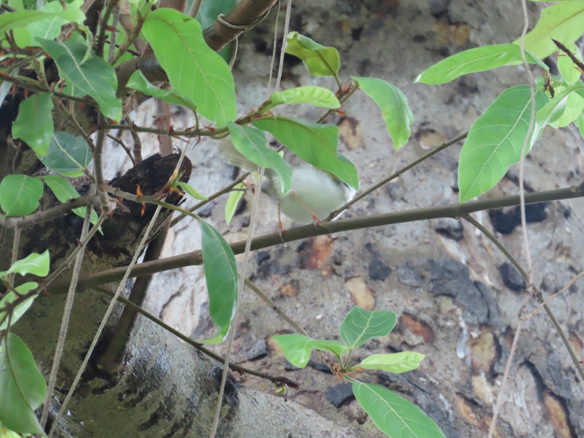 Common Tailorbird - ML645249094