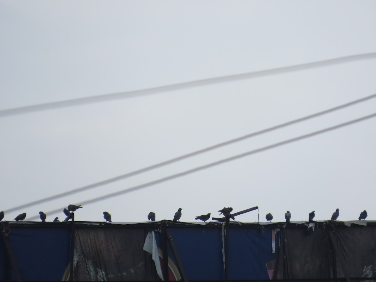 カワラバト（ドバト、家畜型） - ML645249109