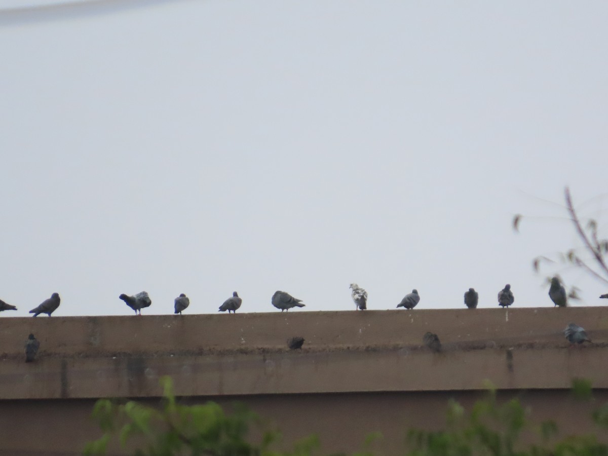 カワラバト（ドバト、家畜型） - ML645249110