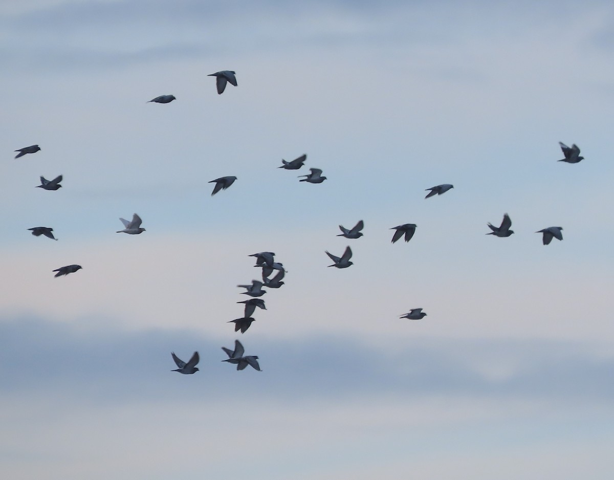 カワラバト（ドバト、家畜型） - ML645249111