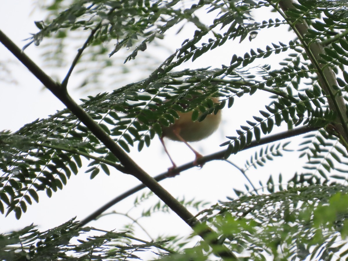 Ashy Prinia - ML645249112