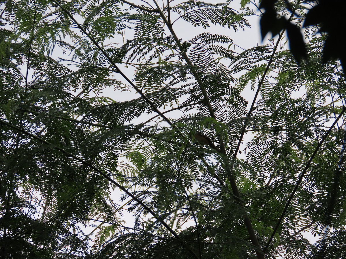 Ashy Prinia - ML645249113