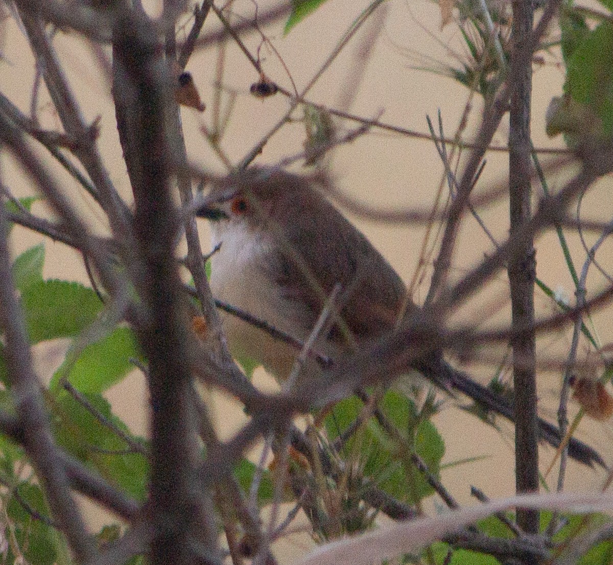 Yellow-eyed Babbler - ML645249119