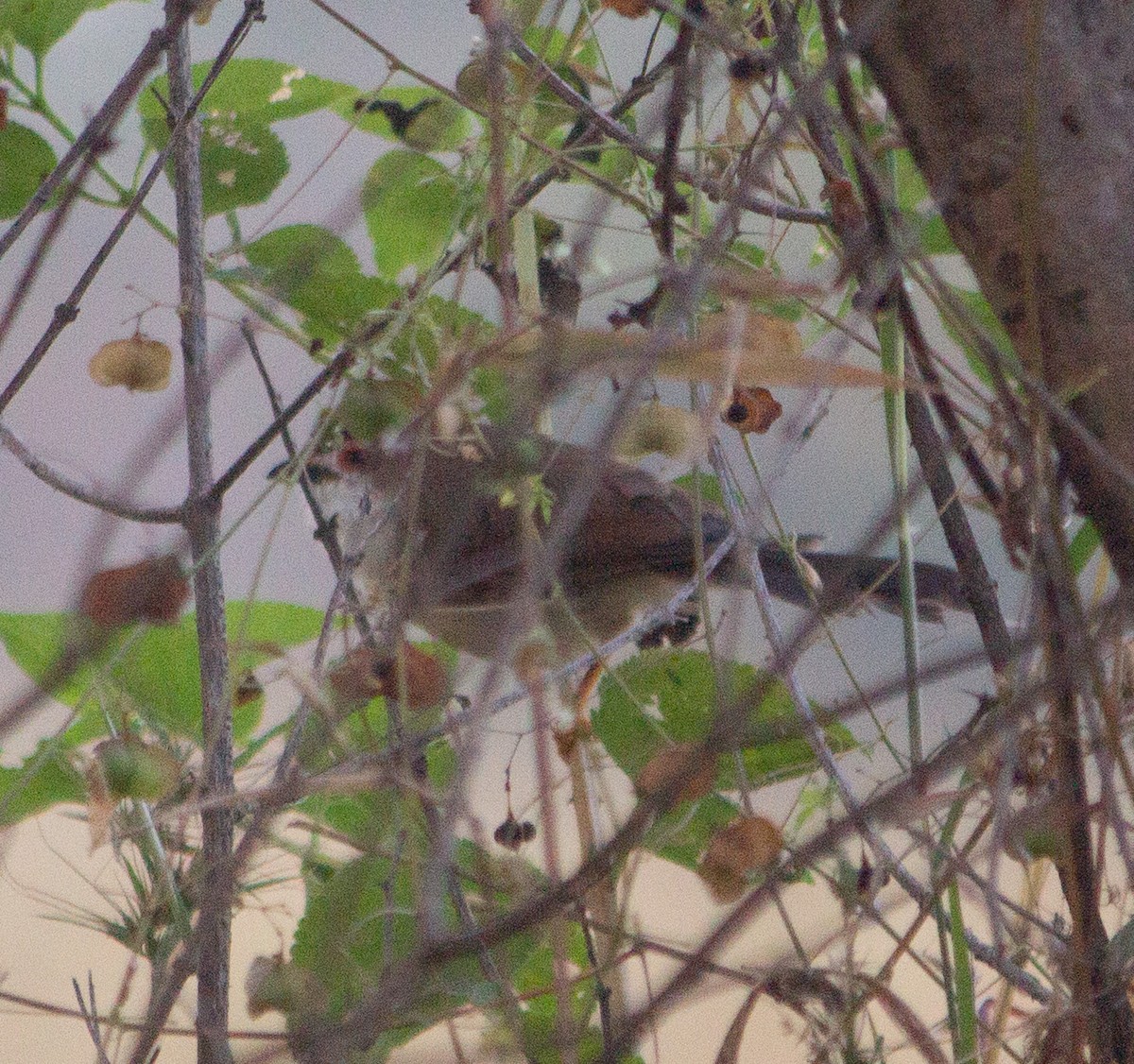 Yellow-eyed Babbler - ML645249120