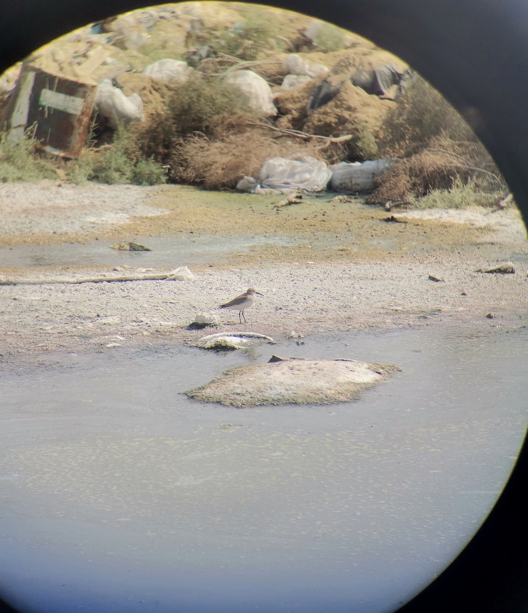 Dunlin - ML645249126