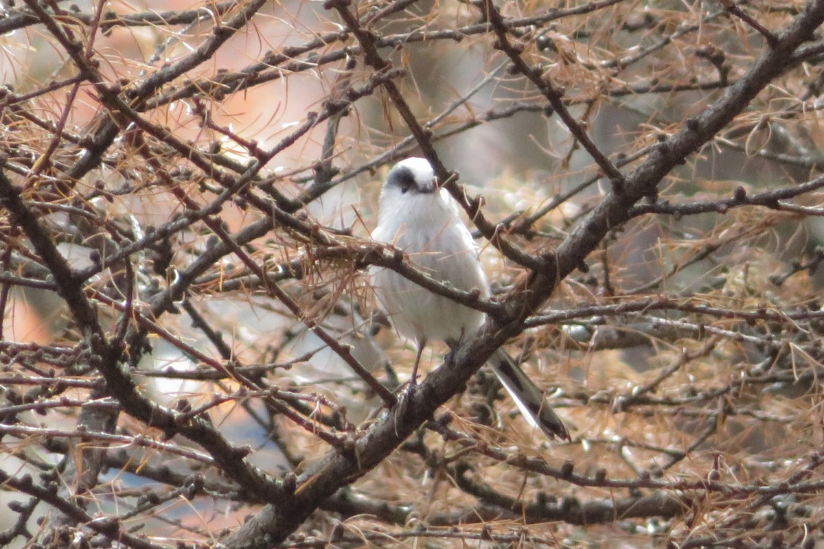 エナガ - ML645249128