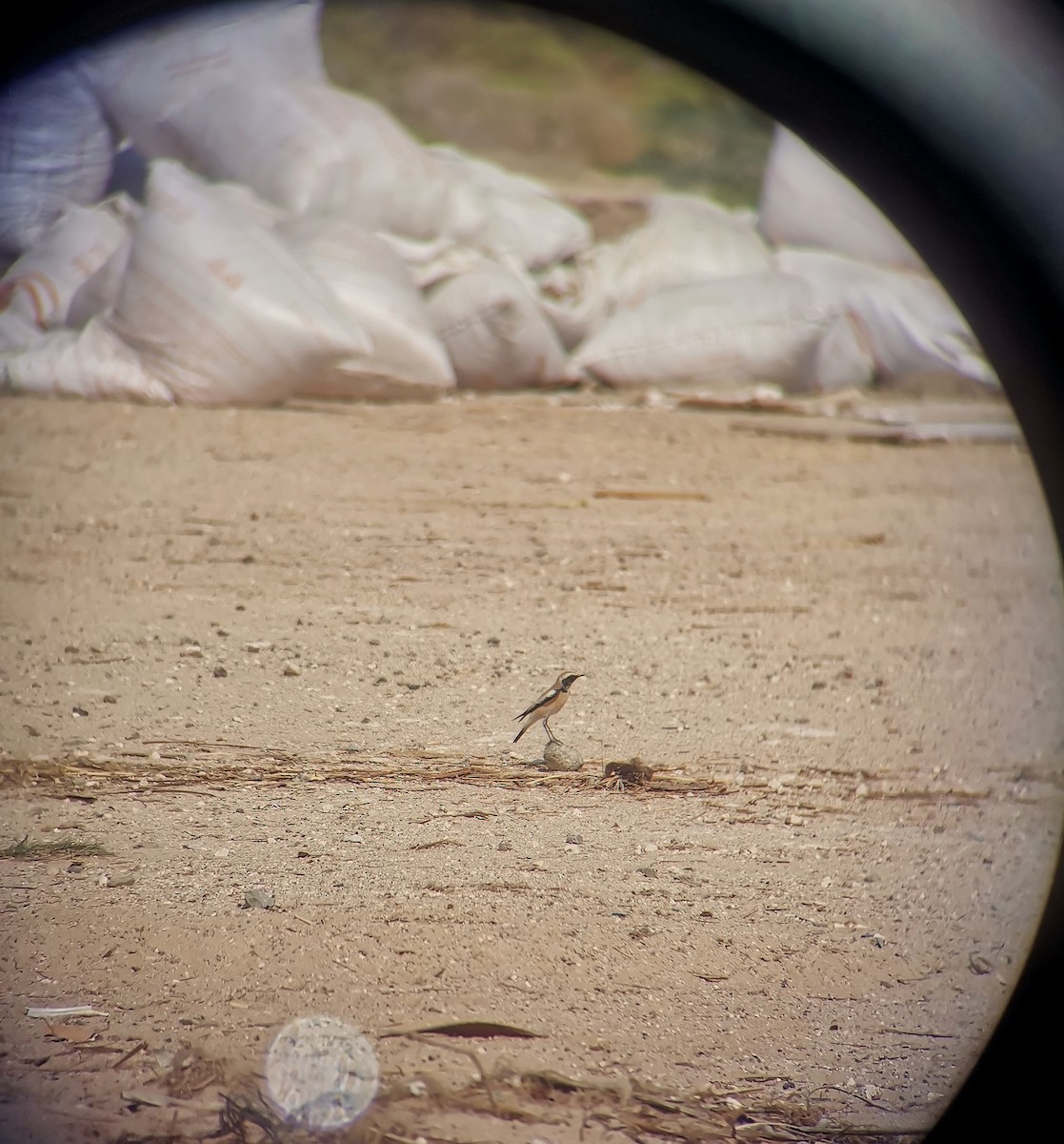 Desert Wheatear - ML645249129