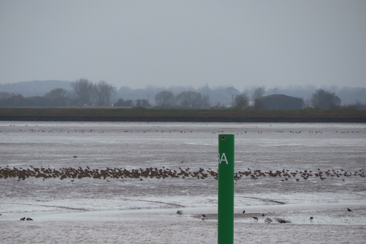 Сивка звичайна - ML645249143