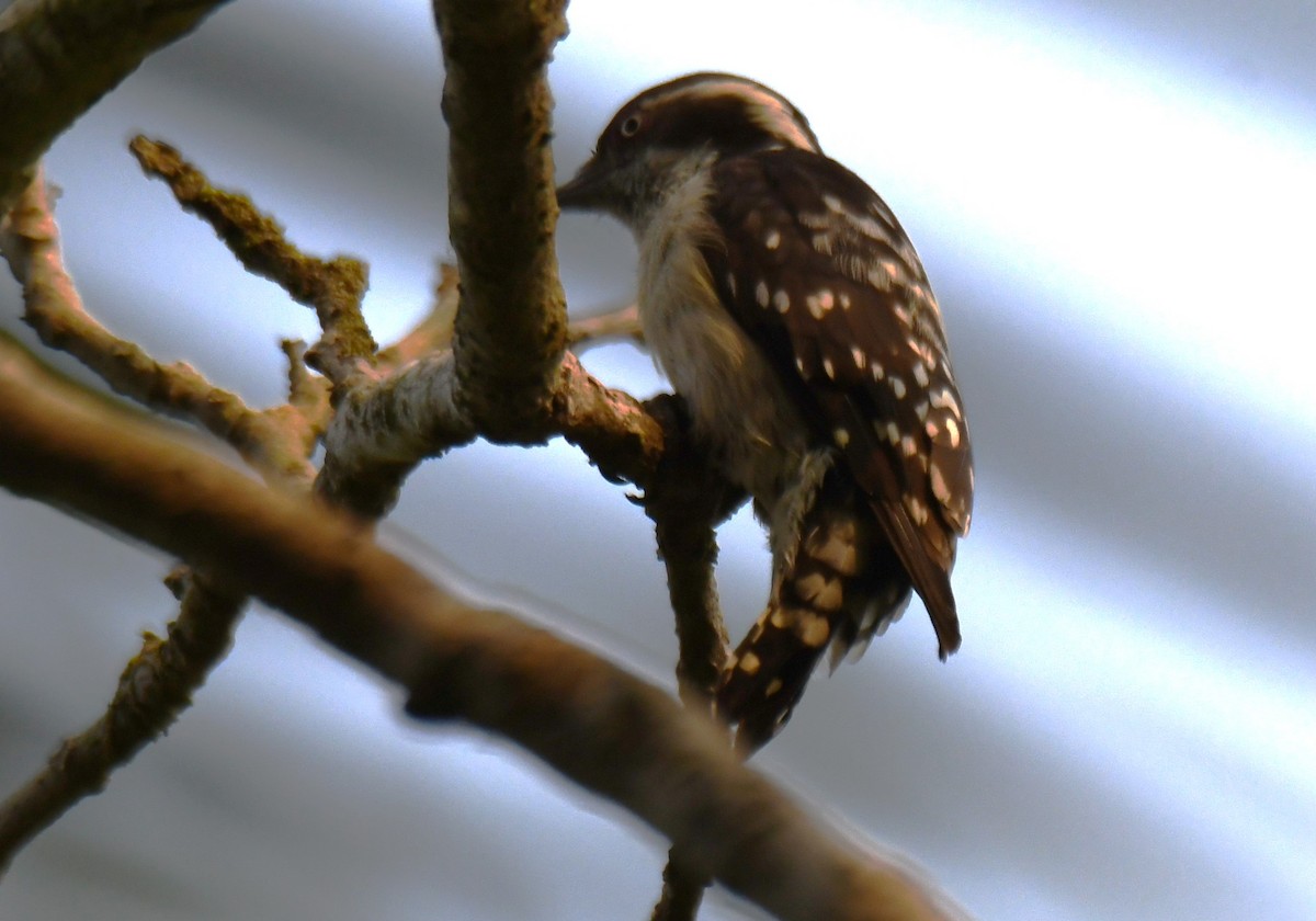 strakapoud hnědohlavý - ML645249145