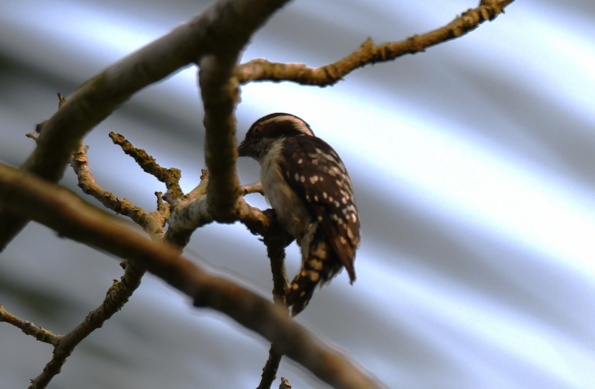 strakapoud hnědohlavý - ML645249147