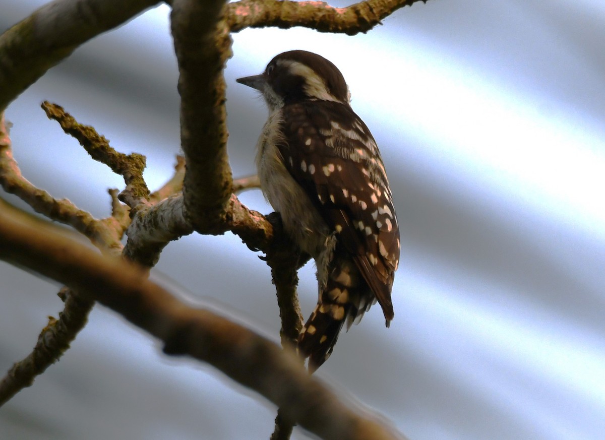 strakapoud hnědohlavý - ML645249148