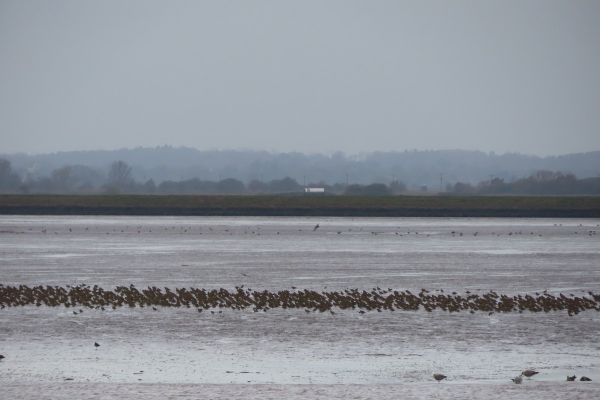 Сивка звичайна - ML645249152