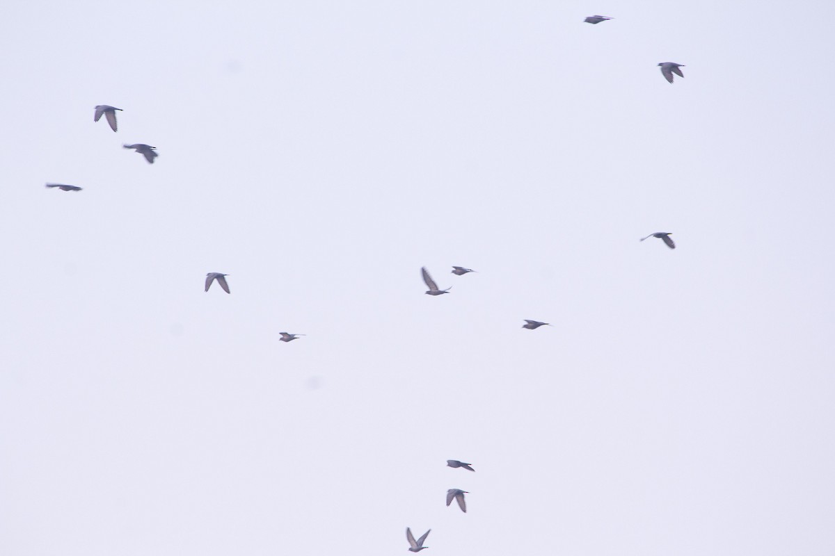 カワラバト（ドバト、家畜型） - ML645249153