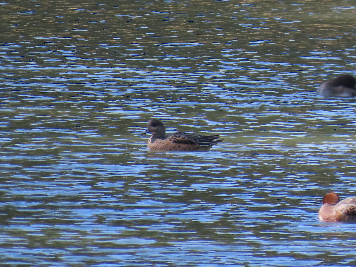 Eurasian Wigeon - ML645249154