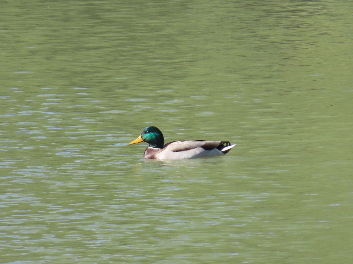 Mallard - ML645249157