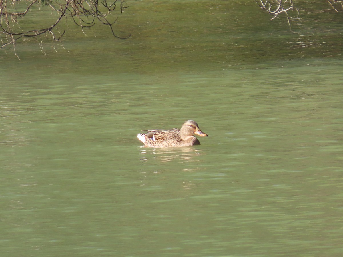 Mallard - ML645249160