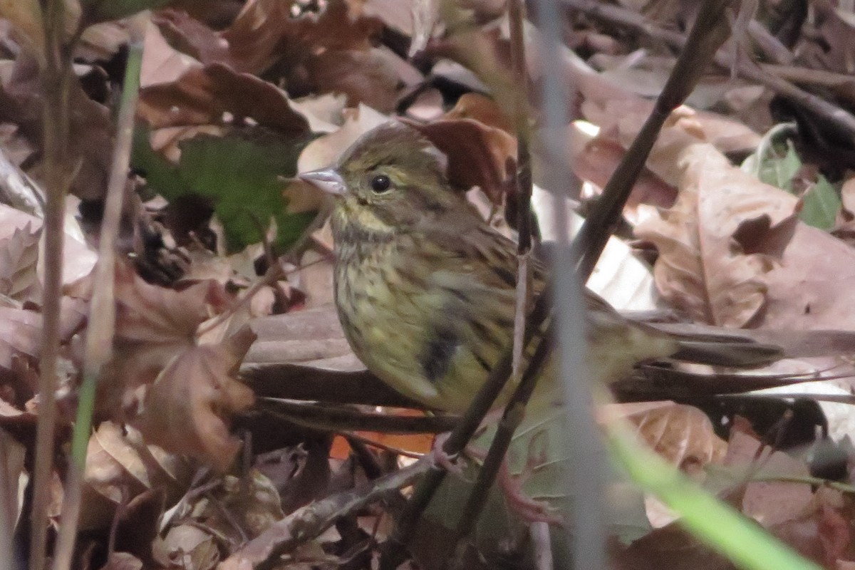 アオジ - ML645249162