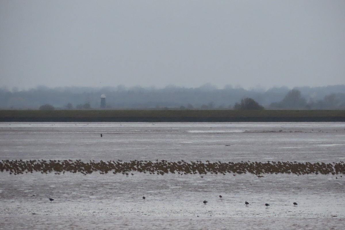 Сивка звичайна - ML645249163