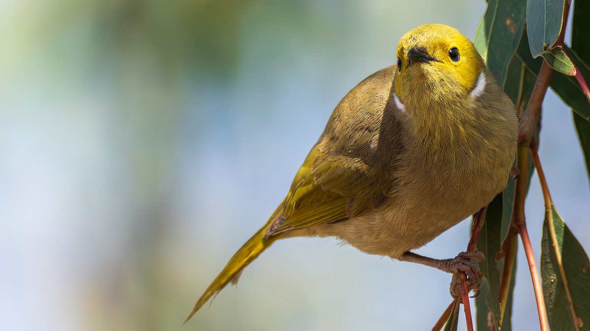 hvitsmykkehonningeter - ML645249168