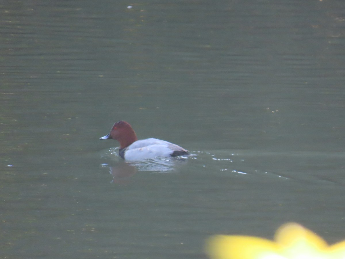 Common Pochard - ML645249170