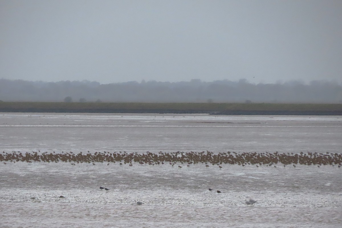 Сивка звичайна - ML645249173