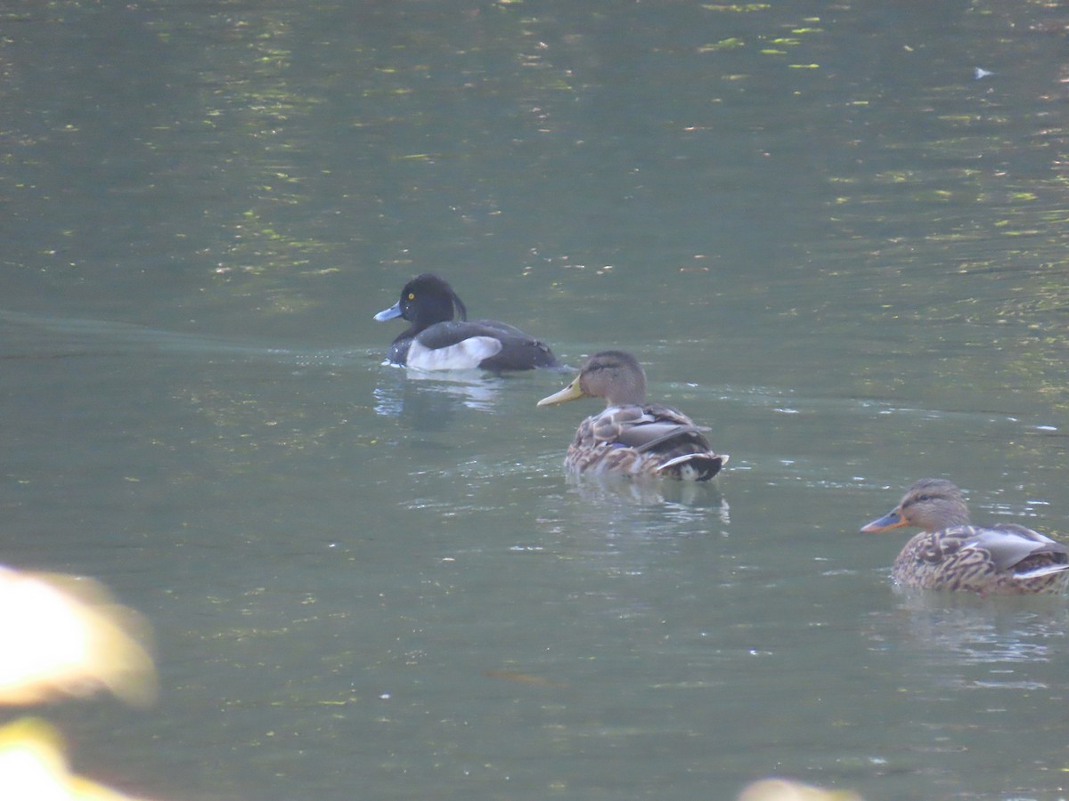 Tufted Duck - ML645249175