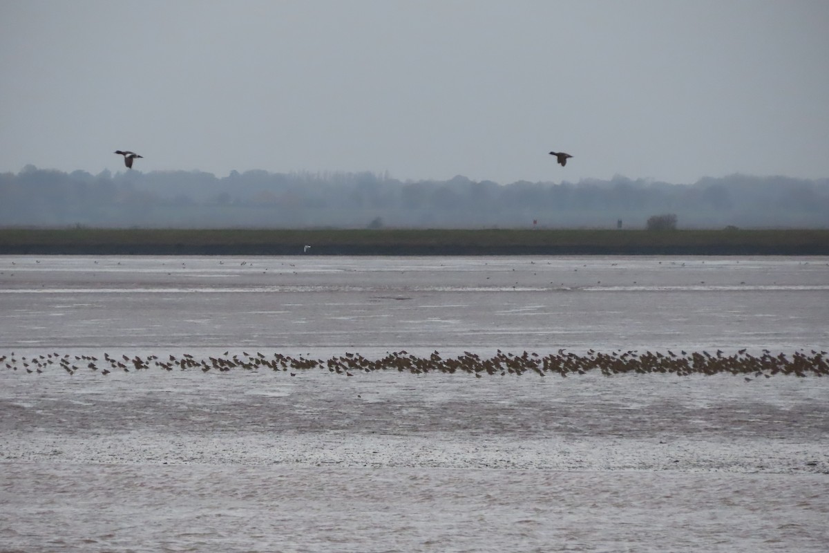 Сивка звичайна - ML645249178