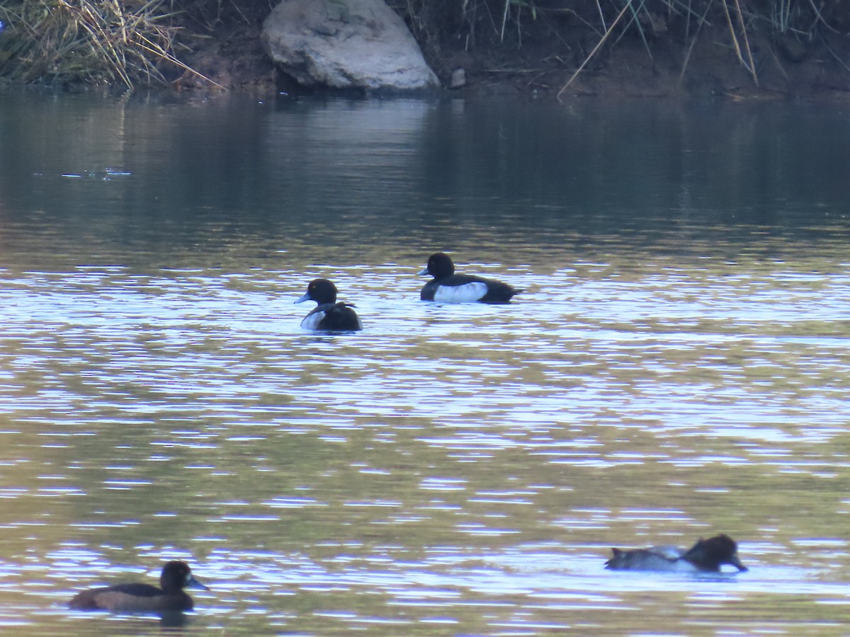 Tufted Duck - ML645249179