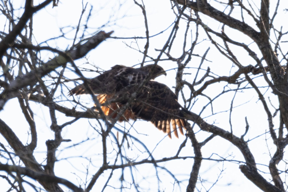 Red-tailed Hawk - ML645249181