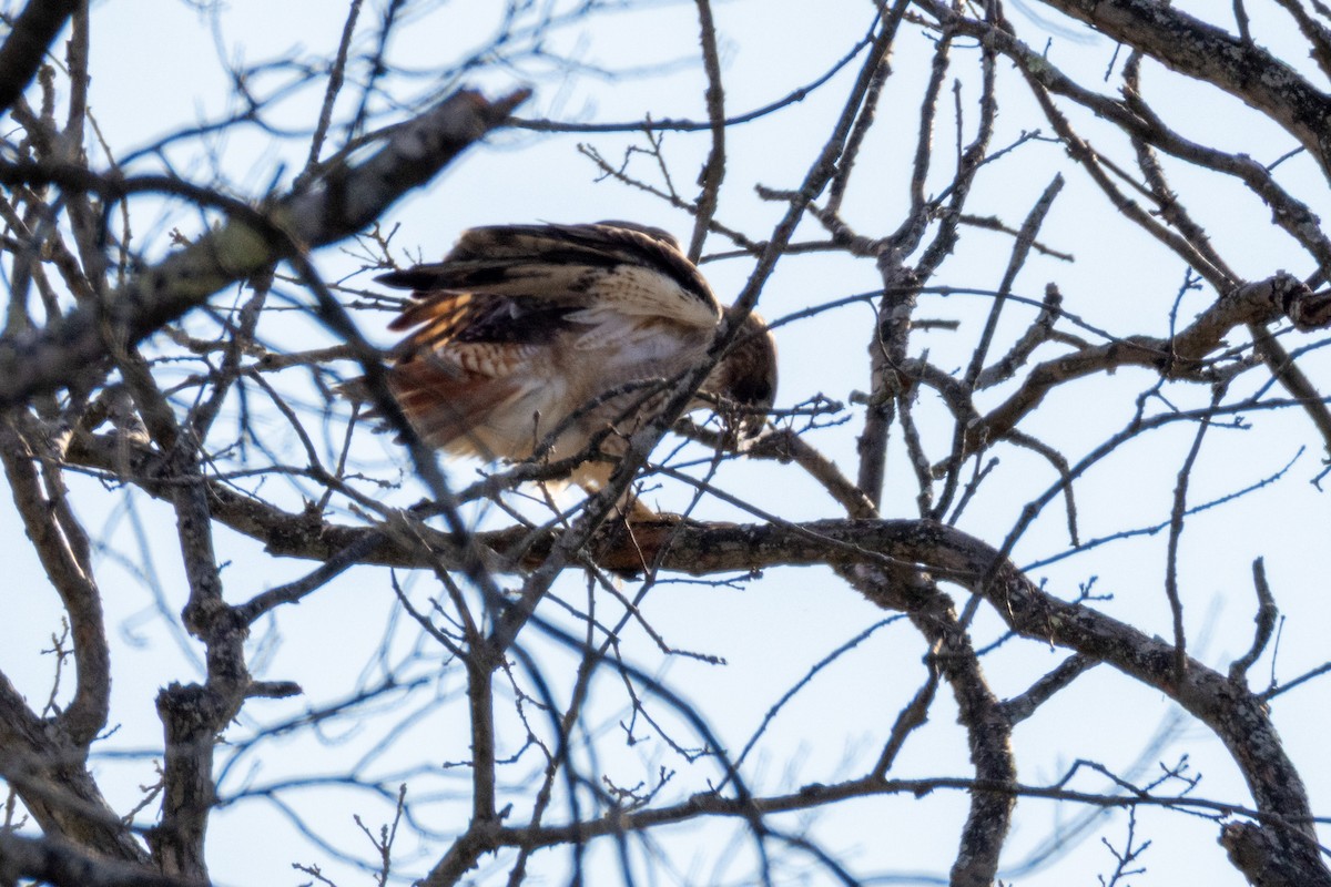 Red-tailed Hawk - ML645249183