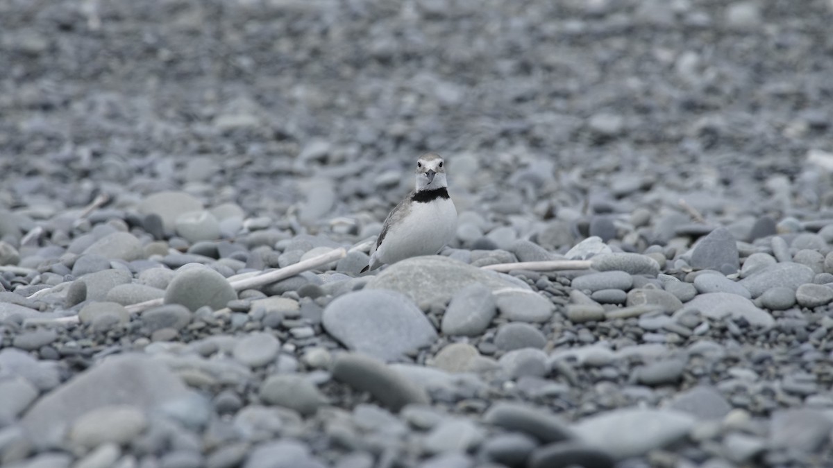 Wrybill - ML645249184