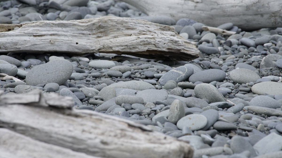 Wrybill - ML645249185